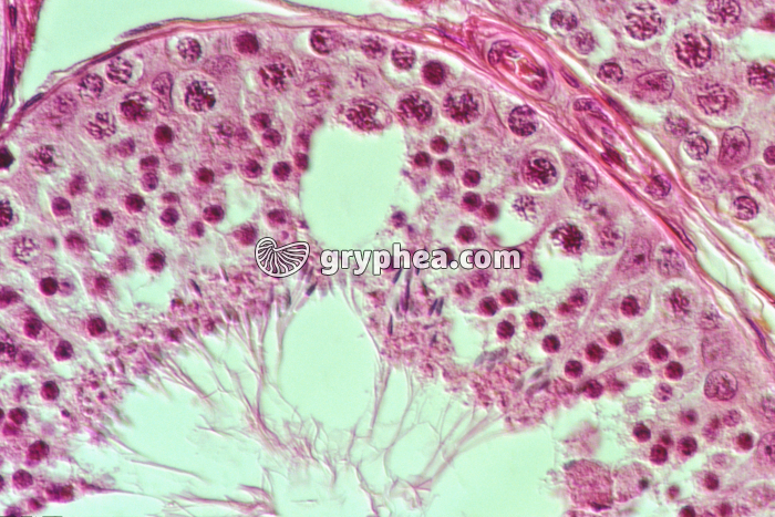 Méioses dans tube séminifère (détail) x160 - gryphea.org